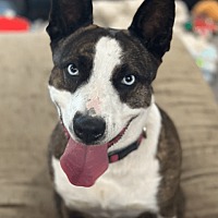 adopt a pet