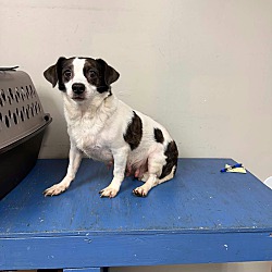 Busy *foster needed*
