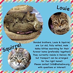 Thumbnail photo of Louie/Squirrel #3