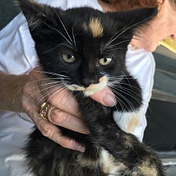 Thumbnail photo of Calico Female Kitten #1