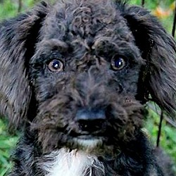 Thumbnail photo of POOH(ADORABLE "SCHNOODLE" PUP! #1