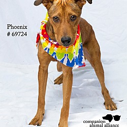 Thumbnail photo of Phoenix  (Foster Care) #3