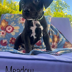Photo of Meadow