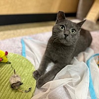 adopt a pet