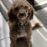 adopt-pet