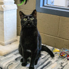 Adopt A Pet :: Fiona - Versailles, KY