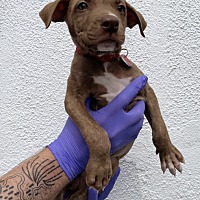 adopt a pet