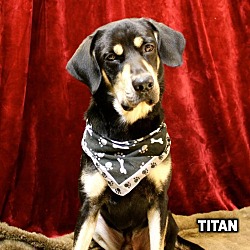 Thumbnail photo of Titan pending adoption #1