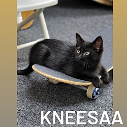 Photo of Kneesaa