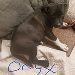 Thumbnail photo of Onyx 1 #2