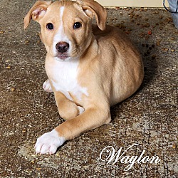 Thumbnail photo of Waylon ~ meet me! #1