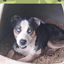 Thumbnail photo of Dalton - ADOPTION PENDING #1