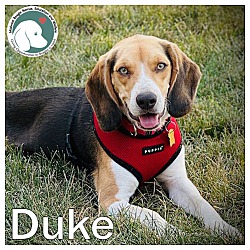 Thumbnail photo of DUKE #1