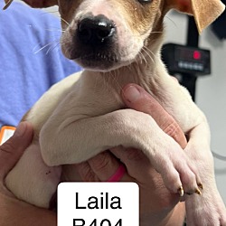 Thumbnail photo of Laila B404 #1