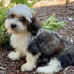 Thumbnail photo of Oakley the handsome Havanese #1