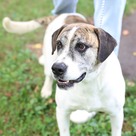 Adopt A Pet :: Rum - Versailles, KY
