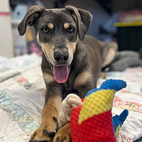 adopt a pet