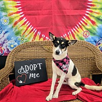 adopt a pet