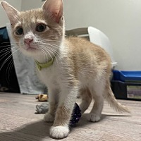 adopt a pet