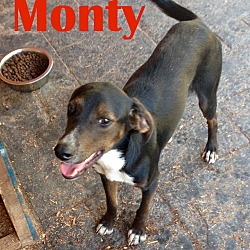 Thumbnail photo of Montgomery #1