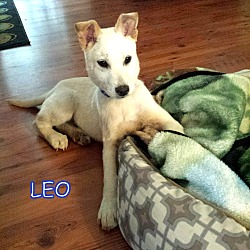 Thumbnail photo of Leo #1