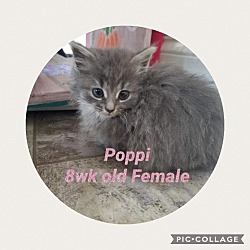Photo of poppi