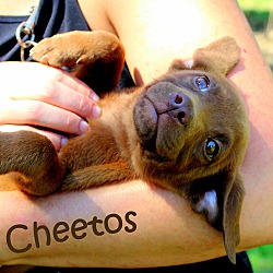 Thumbnail photo of Cheetos ~ meet me! #1