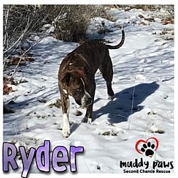 Photo of Ryder (Courtesy Post)