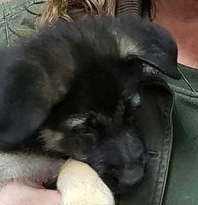 Roanoke, VA - German Shepherd Dog. Meet STRYKER a Pet for Adoption