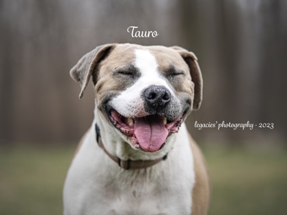 Photo of Tauro