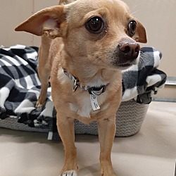 Photo of Chica*