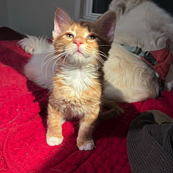 Thumbnail photo of Oliver - baby orange Tabby! #3