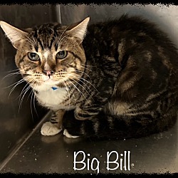 Thumbnail photo of BIG BILL #2