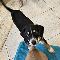 adopt a pet