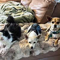 adopt a pet