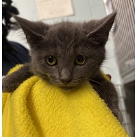 adopt-pet