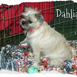 Photo of Dahlia