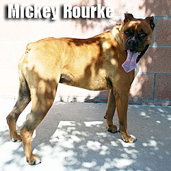 Thumbnail photo of Mickey Rourke #2
