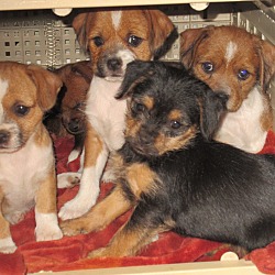Photo of Belcher pups