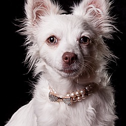 Thumbnail photo of Gidget - Puppy #1