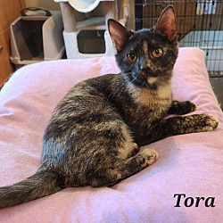Thumbnail photo of Tora #3