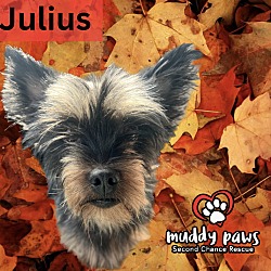 Photo of Julius