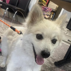 Photo of Winston