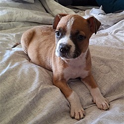 Photo of Mopsy