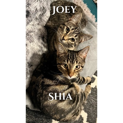 Photo of Joey and Shia (bonded pair)