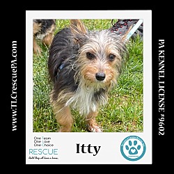 Photo of Itty (Mini Mutts) 042024
