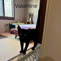 Thumbnail photo of Valentine Black Litter #2