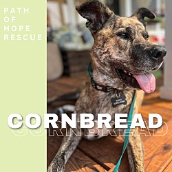 Thumbnail photo of Cornbread #1