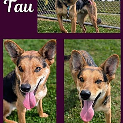 Thumbnail photo of Pound Dog-Tau 179373 #3