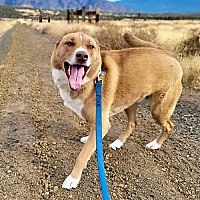 adopt a pet